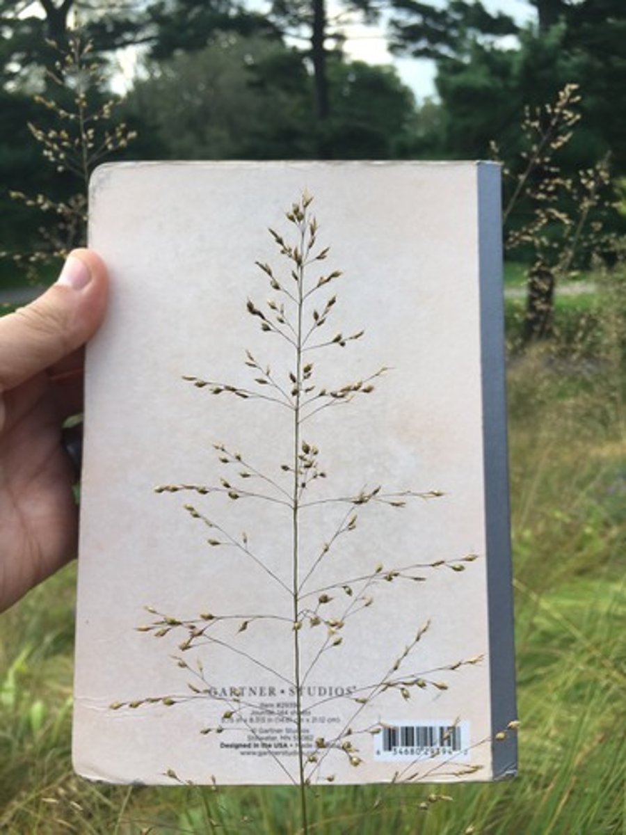 <p>tall warm-season grass, bunch grass, panicles are loosely contracted, somewhat pyramid shaped</p>