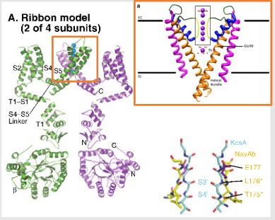 <p>Describe the ion channel seen on this image</p>