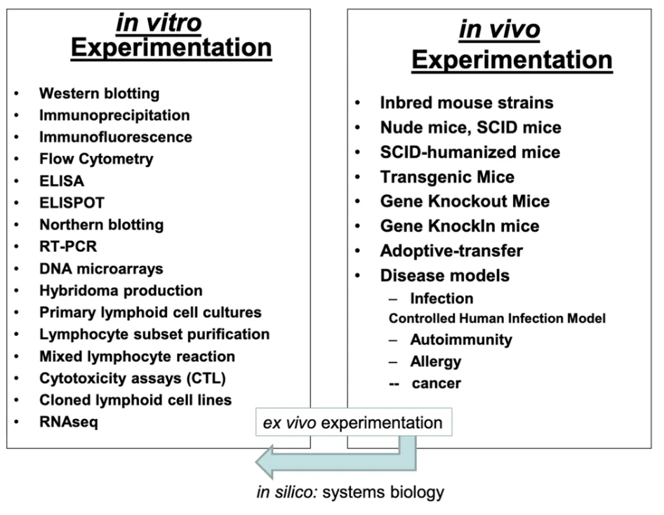 <p>vitro: glass tube (vitre)</p><p>vivo: living body (vivant) need to set up animal by doing additional experiments outside of body to check via ex vivo. Often called immuno assay (often involve the antibodies)</p>