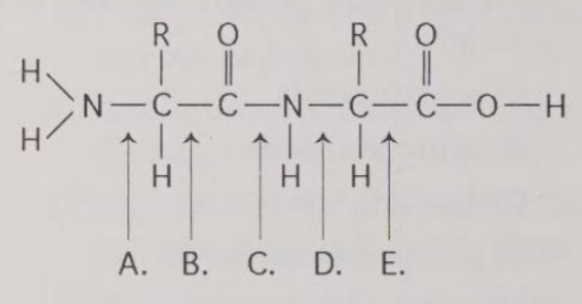 <p>Which bond is closest to the N-terminus of the molecule?</p>