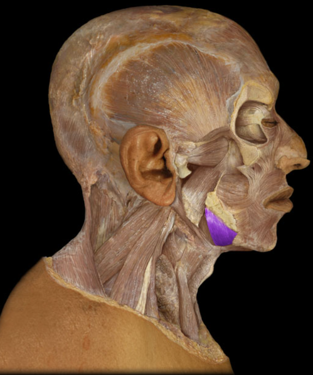 <ul><li><p>Action: Elevation of floor of mouth</p></li><li><p>Origin: Mandible (inner aspect of body)</p></li><li><p>Insertion: Hyoid bone (posterior fibers), Midline fibrous raphe (anterior fibers)</p></li><li><p>Innervation: Trigeminal nerve (mandibular division - CN V3)</p></li></ul><p></p>