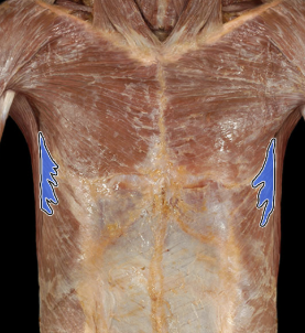 <ul><li><p>Action: Protraction (abduction) of scapula, Superior rotation of scapula (directs glenoid cavity superiorly), Stabilizes scapula (holds it against thoracic wall)</p></li><li><p>Origin: Ribs 1-9</p></li><li><p>Insertion: Scapula (medial border)</p></li><li><p>Innervation: Long thoracic nerve</p></li></ul><p></p>