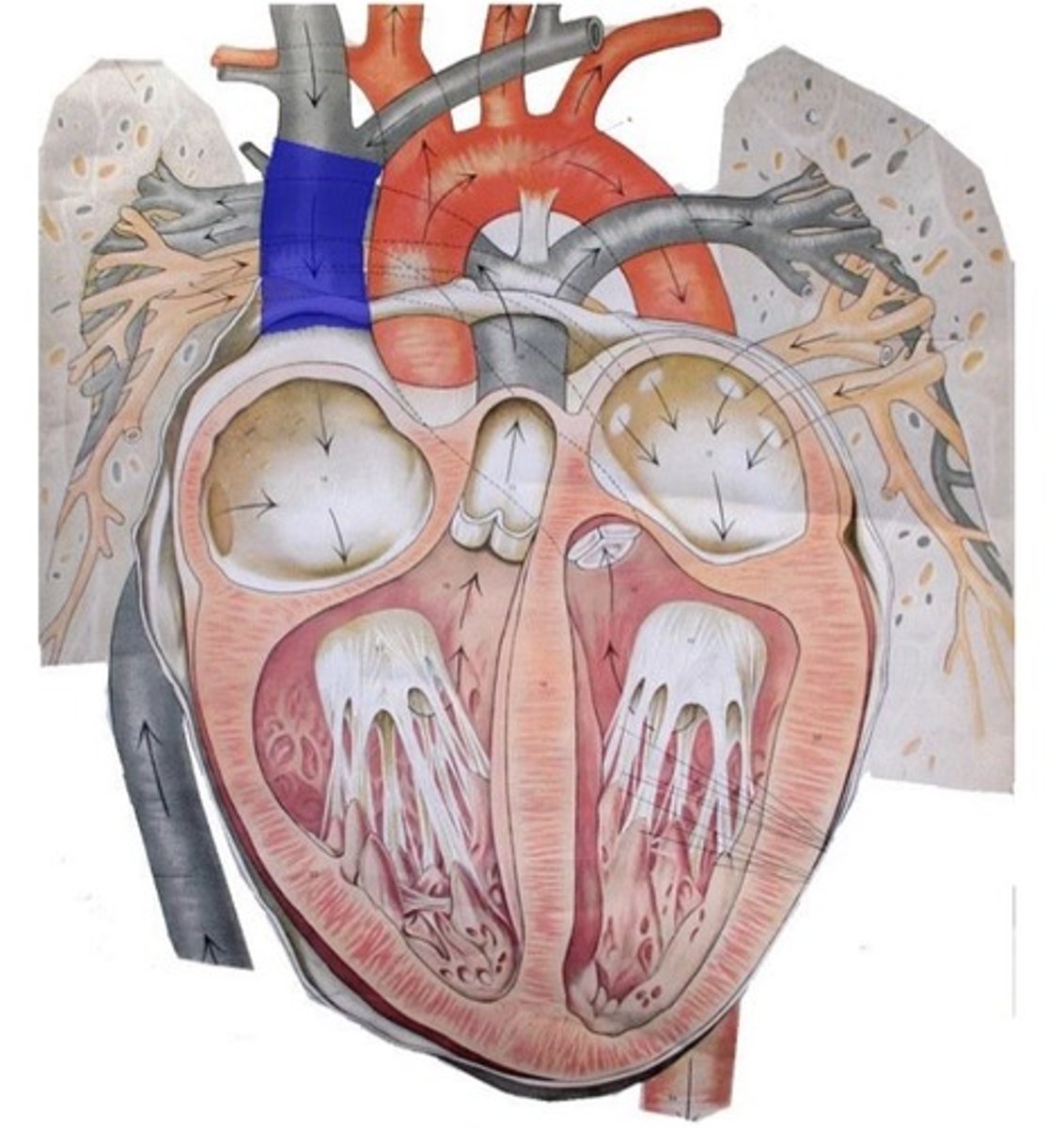 knowt flashcard image