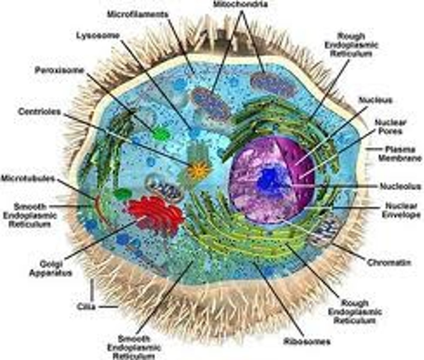 <p>Biology</p>