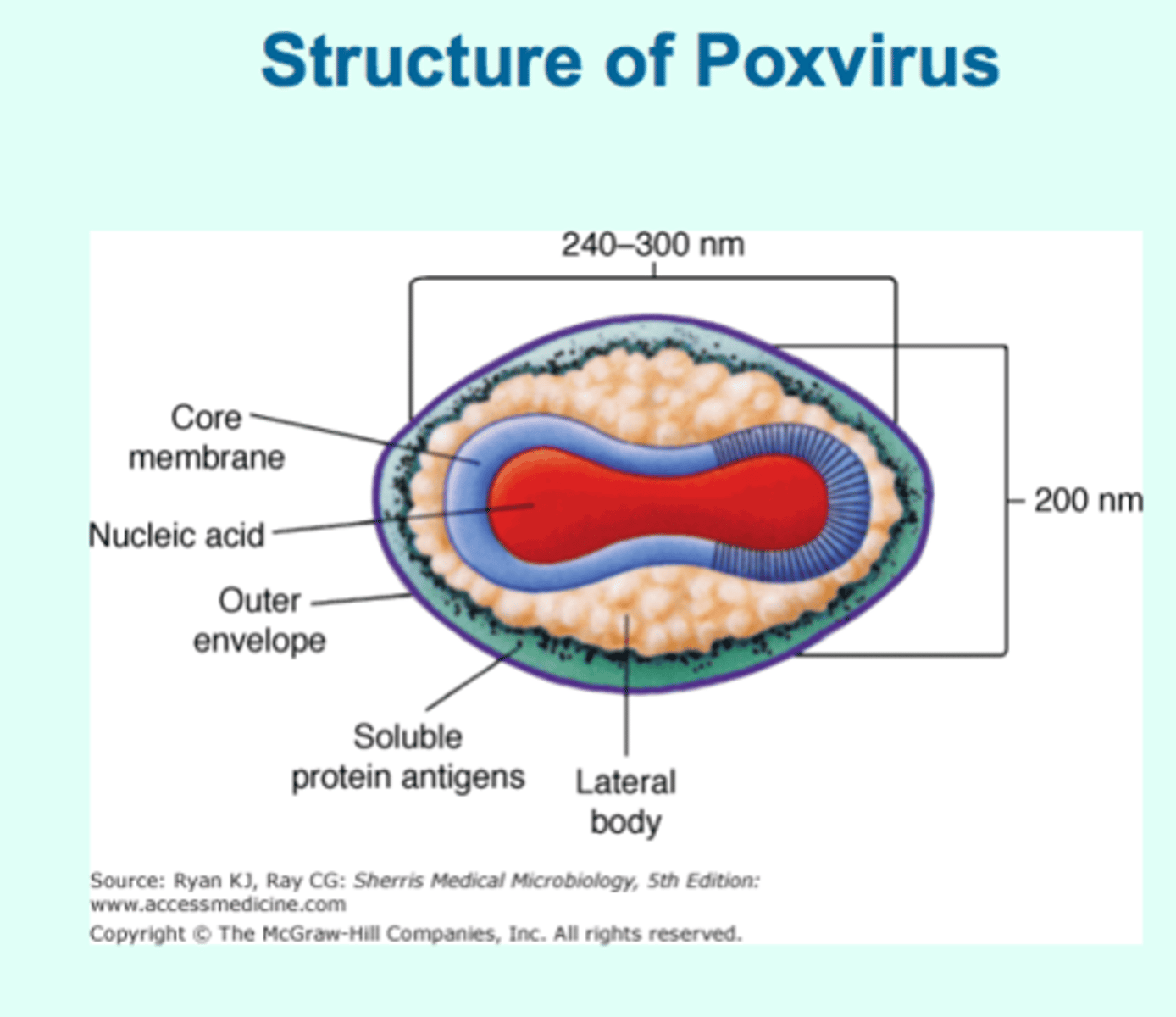 <p>- enveloped</p><p>- produce eruptive skin pustules that leave scars</p><p>- largest &amp; most complex animal virus</p><p>- have largest genome of all viruses</p><p>- dsDNA</p><p>- multiply in cytoplasm of epidermal cells &amp; subcutaneous connective tissues</p>