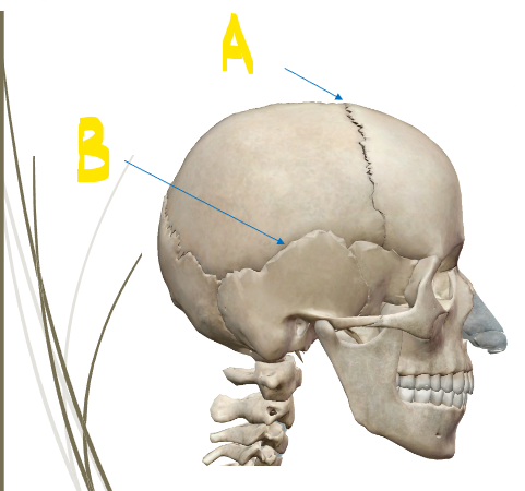 <p>What are A and B?</p>