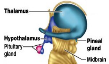 <ul><li><p class="">Relays sensory signals (except olfactory) to cortex</p></li><li><p class="">Regulates sleep, wakefulness &amp; consciousness</p></li><li><p class="">Composed of two lobes</p></li><li><p class="">Damage = coma, sensory/movement issues, sleepiness</p></li><li><p class="">Linked to disorders like bipolar, ADHD, autism</p></li></ul><p></p>