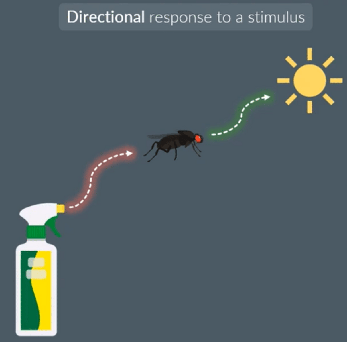 <p>● Directional response</p><p>● Movement (of whole body) towards or away from a directional stimulus</p><p>E.g. bacteria moves towards light</p>