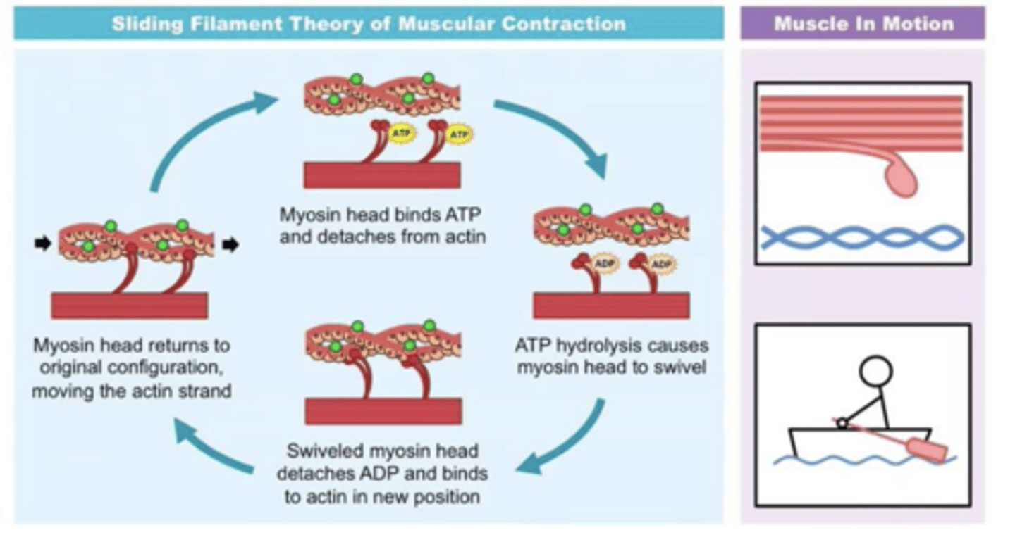 <p>Step 1 — Signal arrives Action potential at the neuromuscular junction → ACh released → sarcolemma depolarises → AP travels down T-tubules → voltage-gated calcium channels (VGCCs) open → Ca²⁺ released from sarcoplasmic reticulum</p><p>Step 2 — Binding sites exposed Ca²⁺ binds to troponin → troponin changes shape → tropomyosin moves away → myosin-binding sites on actin exposed</p><p>Step 3 — Cross-bridge forms Myosin heads (already in high-energy position, bound to ADP + Pi from previous ATP hydrolysis) bind to exposed actin sites → cross-bridge formed</p><p>Step 4 — Power stroke Myosin head bends → ADP + Pi released → actin pulled toward centre of sarcomere → sarcomere shortens</p><p>Step 5 — Cross-bridge breaks ATP binds to myosin head → myosin detaches from actin → cross-bridge breaks</p><p>Step 6 — Reset ATP hydrolysed to ADP + Pi → energy used to reset myosin head back to high-energy position → ready to bind again</p>