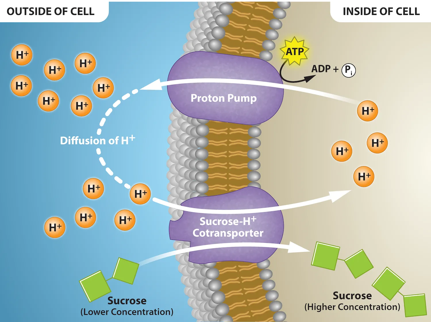 <p>A protein that moves ions across a cell membrane, generating an electrical potential difference (voltage) across it. Its involved in the processes of the electron transportation chain of photosynthesis and cellular respiration. </p>