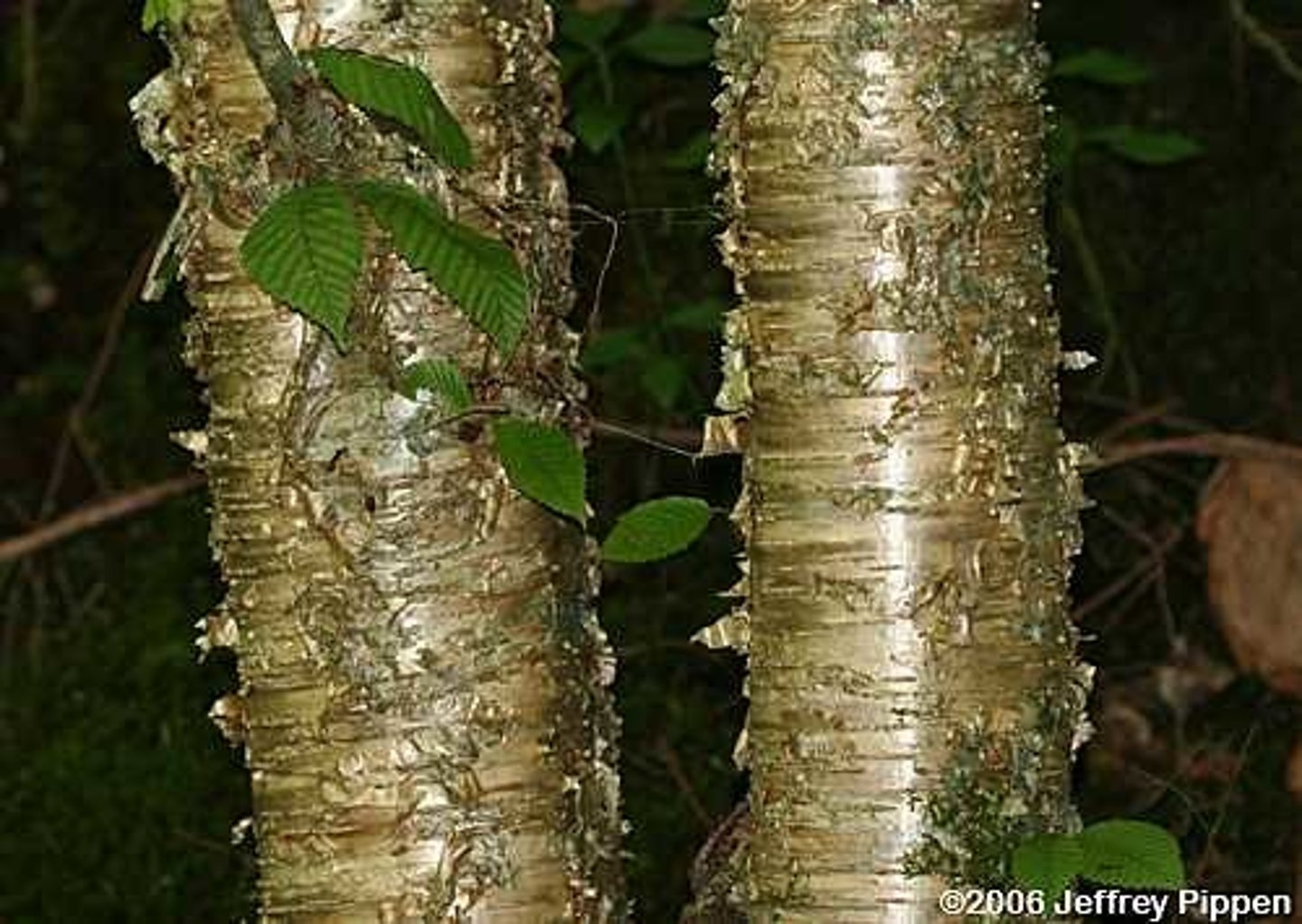 <p>Betulaceae Betula alleghaniensis</p>