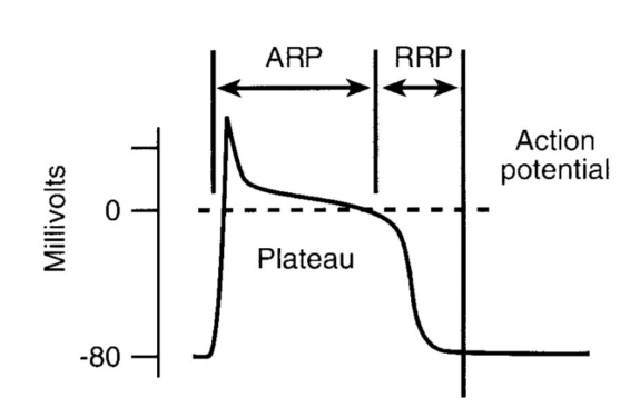 <ol><li><p>Absolute refractory period (‘effective’)</p><ul><li><p>not possible to stimulate an AP</p></li><li><p>due to Na+ channel inactivation</p></li></ul></li><li><p>Relative refractory period</p><ul><li><p>repolarisation phase</p></li><li><p>AP may be initiated BUT stimulus is <strong>greater</strong> than that required to initiate an AP</p></li><li><p>WHY?: result of <strong>incomplete</strong> recovery of inactive Na+ channels</p></li><li><p>cell is in a state of <strong>reduced excitability</strong></p></li></ul></li></ol><p></p>