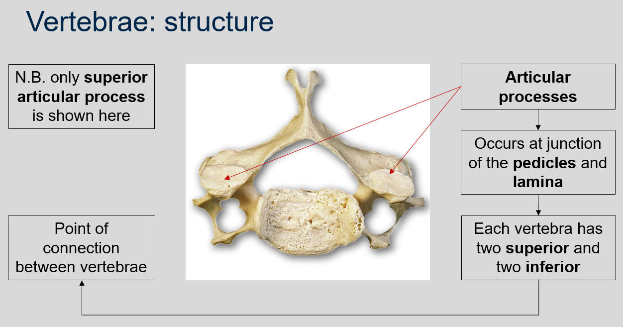 <p>The point of connection between vertebrae are the articular processes. Articular processes are bony protrusions that occur at the junction of the pedicles and lamina in each vertebra. Each vertebra has two superior and two inferior articular processes that form joints with adjacent vertebrae, allowing for movement and flexibility of the spine.</p>
