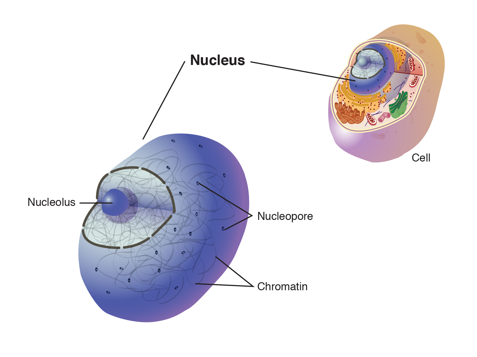 <p>Nucleus</p>