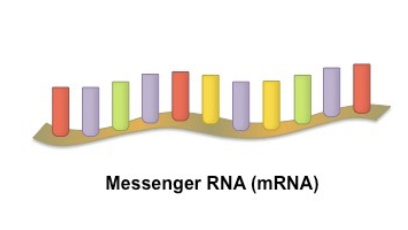 <p><span style="background-color: transparent; font-family: "Proxima Nova", sans-serif;"><span>Carries information from DNA to the ribosome</span></span></p>