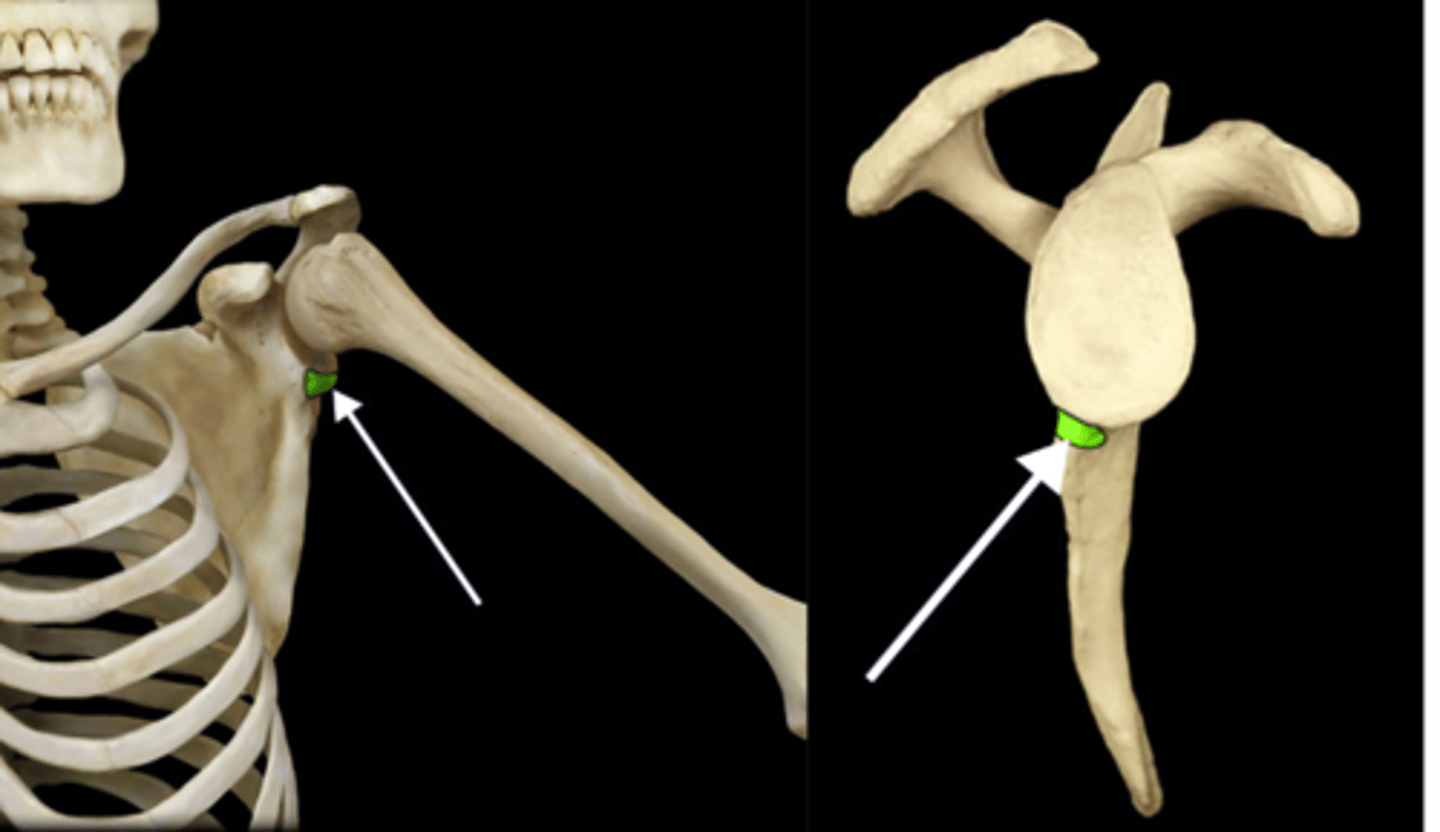 <p>prominence inferior to the glenoid cavity</p>