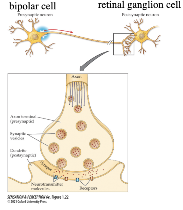 <ol><li><p>Bipolar cell depolarizes</p></li><li><p>Glutamate released into synaptic cleft</p></li><li><p>Ion channels open</p></li><li><p>Retinal ganglion cell depolarized</p></li></ol><p>depolarization happens with more light in ON cells and less light in OFF cells</p><p></p>