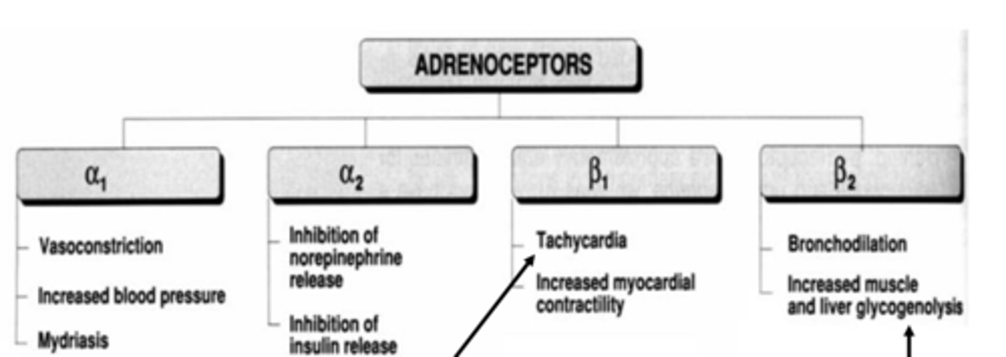 <p>- tachycardia</p><p>- increased myocardial contractility</p>
