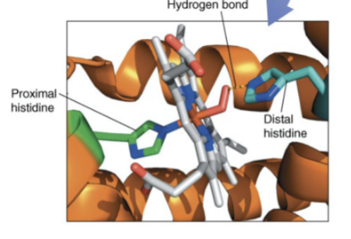 <p>in hb or mb, the histidine which stabilizes the O2 bound to the Fe2+ of the heme group via H-bonding</p>