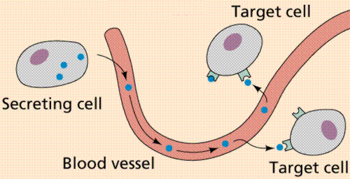 a chemical produced by an endocrine gland that travels through the blood and exerts an effect on a target organ