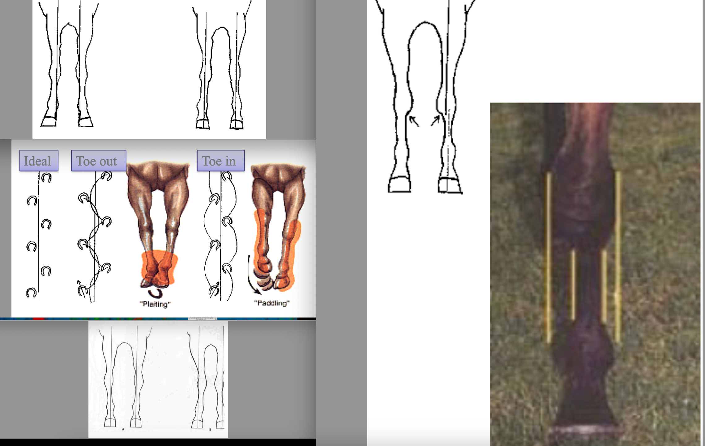 <p>1) Base deviations - base wide=inside foot is weight bearing, base narrow=outside foot is weight bearing</p><p>2) Toe deviations - toe out (splay footed) and toe in (pigeon toed)</p><p>toe direction influences how the foot moves and lands - toe out swings inwards (plaiting) and tow out swings outward (paddling)</p><p>3) Knee deviations - out at the knee=bow legged, most affected are also toe in, in at the knee=may predispose to splints</p><p>4) Bench knee/offset knee - MCIII offset, medial aspect of joint bears abnormal weight and joint is no longer balanced</p>