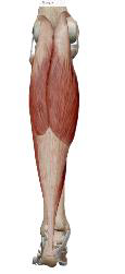 <p>Gastrocnémiens (Latéral et Médial)</p>