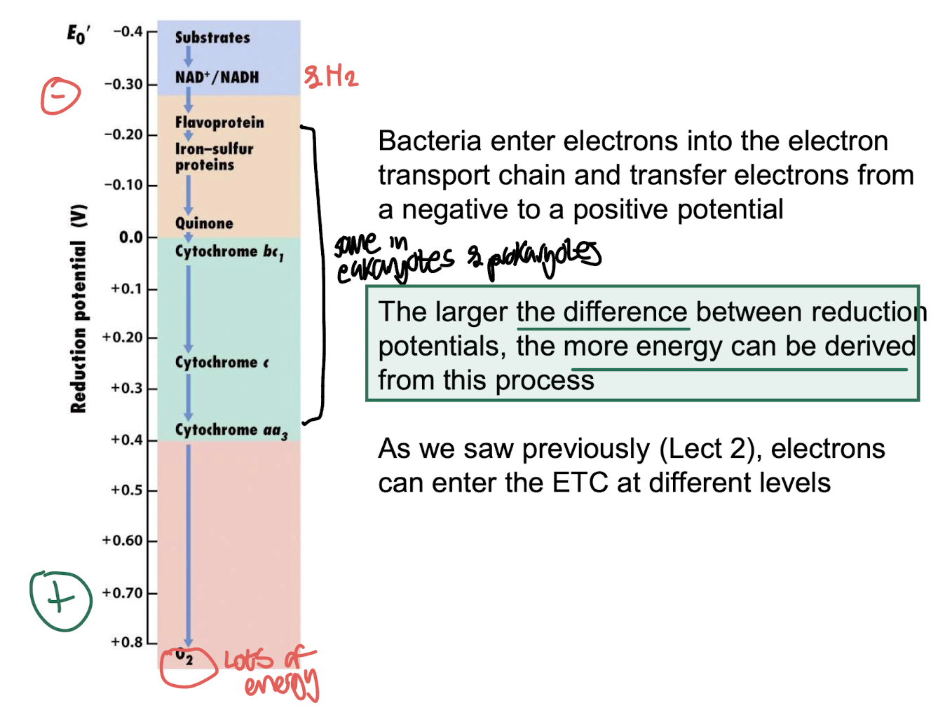 <p>The <strong>difference in reduction potentials</strong> between the electron donor and terminal electron acceptor.<strong> A larger potential difference produces more energy.</strong></p>
