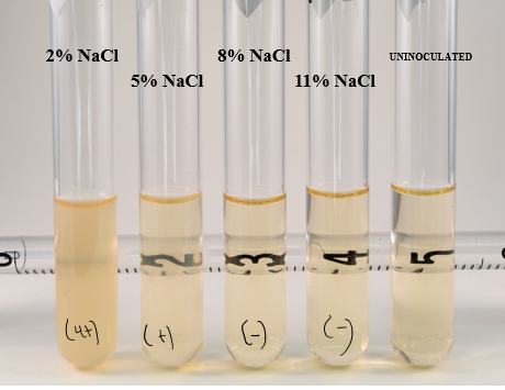 <p>can only grow at certain salt concentrations; lives in gut and can’t tolerate changes in salt</p>
