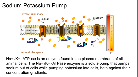 <p>Is this a good example of what type of Diffusion: Facilitated, Diffusion, or Active Transport?  (study this example)</p>