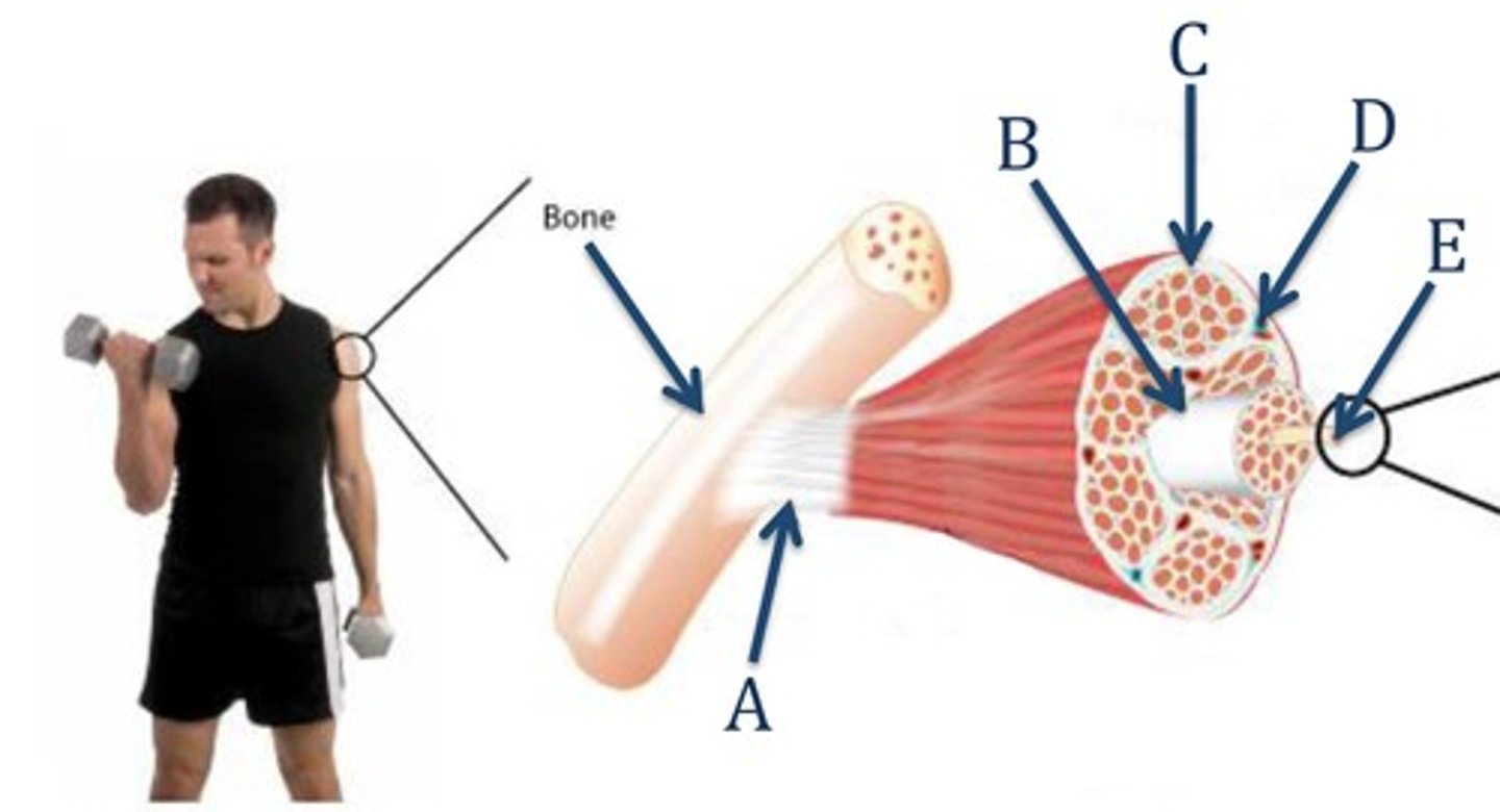 <p>Name part E,</p><p>This is a single muscle cell that is multinucleate is strated muscle</p>