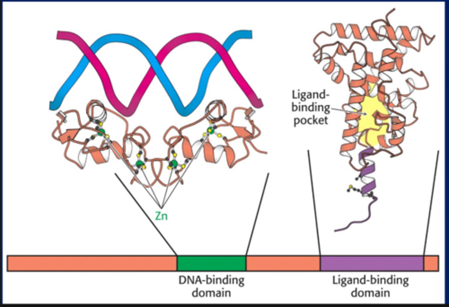 <p>Estrogen binds to receptor and becomes a transcription factor</p><p>-Receptors have a ligand binding domain (where hormone binds) and a DNA binding domain (hormone recognizes and activates a specific DNA sequence)</p>