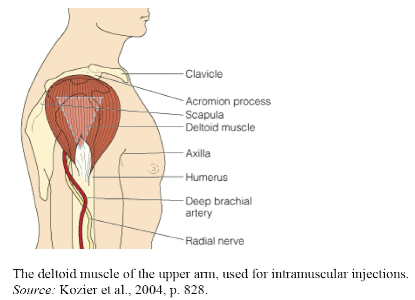 <ul><li><p>Injection area: Muscle mass—deltoid (arm), gluteus maximus (buttocks), vastus lateralis (top of leg). Any nonirritating drug can be given by this route.</p></li><li><p>Syringes sizes: 1–5 mL</p></li><li><p>Needle sizes: 20–22 gauge, ½–1 ½ inches in length.</p></li><li><p>Aspiration is no longer recommended for most IM injections (per CDC).</p></li></ul><p></p>