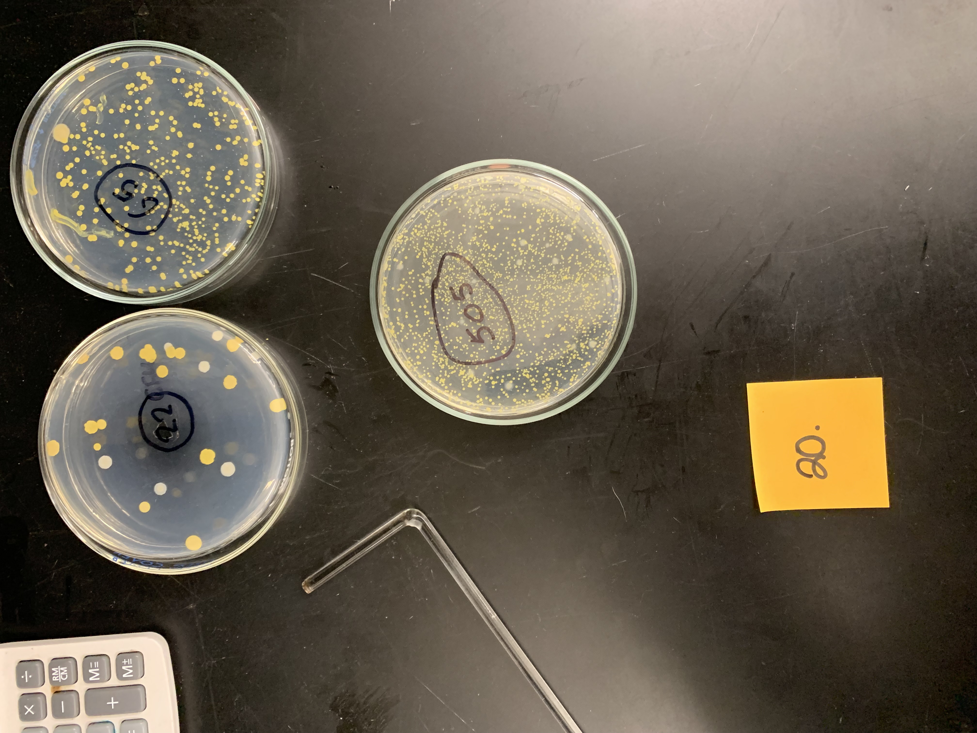 <p>Dilution factor is 10 to the -7 and 0.1 of culture was plated, what is the original concentration of the culture</p>