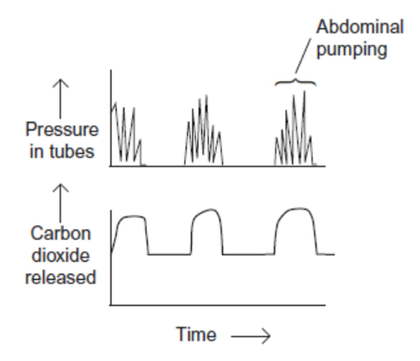 <p>· Ventilation by contraction of the muscles of the abdomen can force air in and out of the spiracles and tracheae to maintain a greater air flow and maintain a steep concentration gradients for fast diffusion.</p><p>· The insects can also remove the fluid from the ends of the tracheoles to increase diffusion rates (gases diffuse quicker in air than in a liquid).</p><p>· Small/inactive insects have a short diffusion pathway, so rely on diffusion down a concentration gradient that is maintained due to respiration</p>