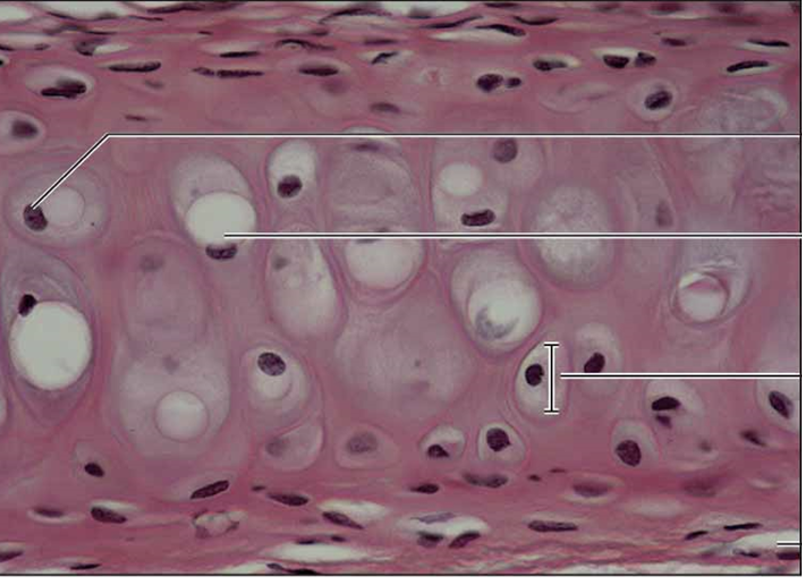 <p>hyaline cartilage connective tissue</p>