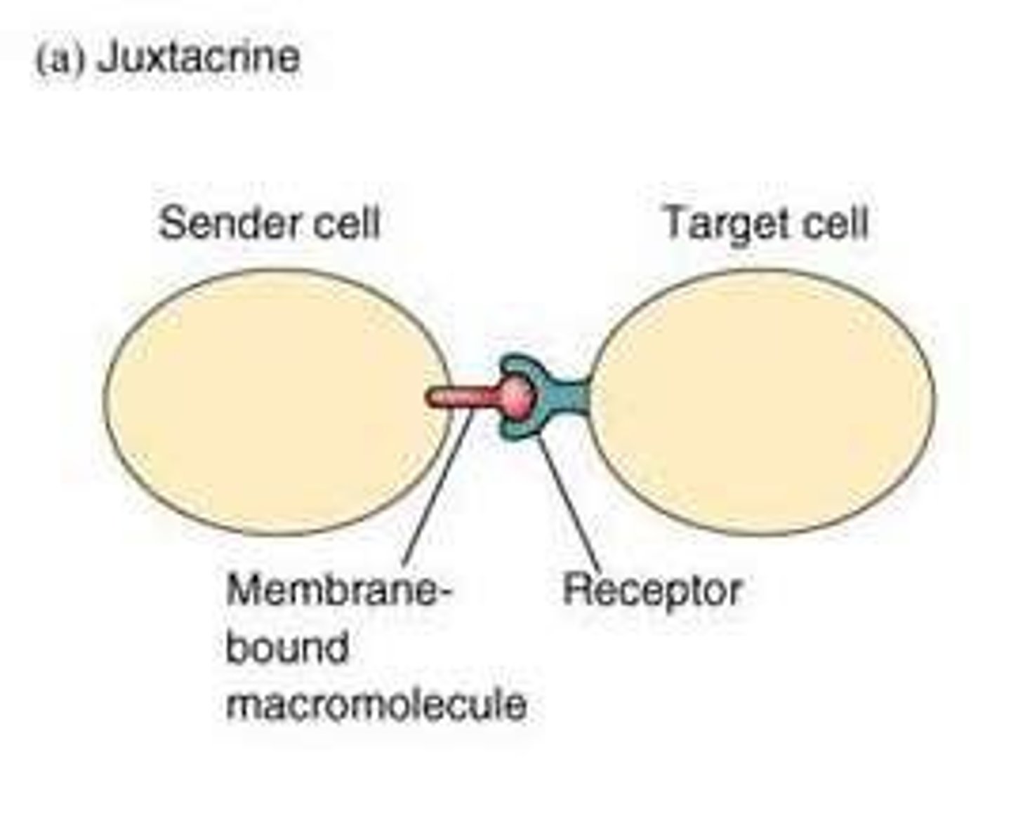 <p>Cell-cell communication that requires direct contact between cells via surface proteins.</p>