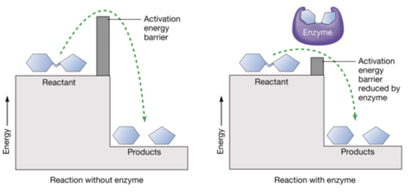 <p>Energy barrier enzymes help overcome for reactions to proceed</p>
