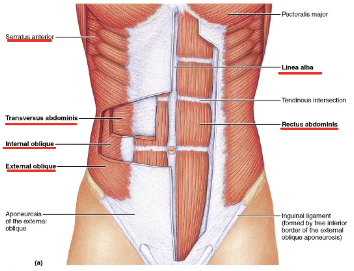 <ul><li><p>rectus abdominus: “six pack”</p></li><li><p>external and internal obliques: sides</p></li><li><p>transverse abdominis: deep to obliques</p></li><li><p>serratus anterior: superior to obliques</p></li><li><p>linea alba: which line of CT that runs down abdomen</p></li></ul>