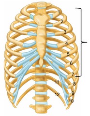 first 7 pairs of ribs; attach directly to sternum