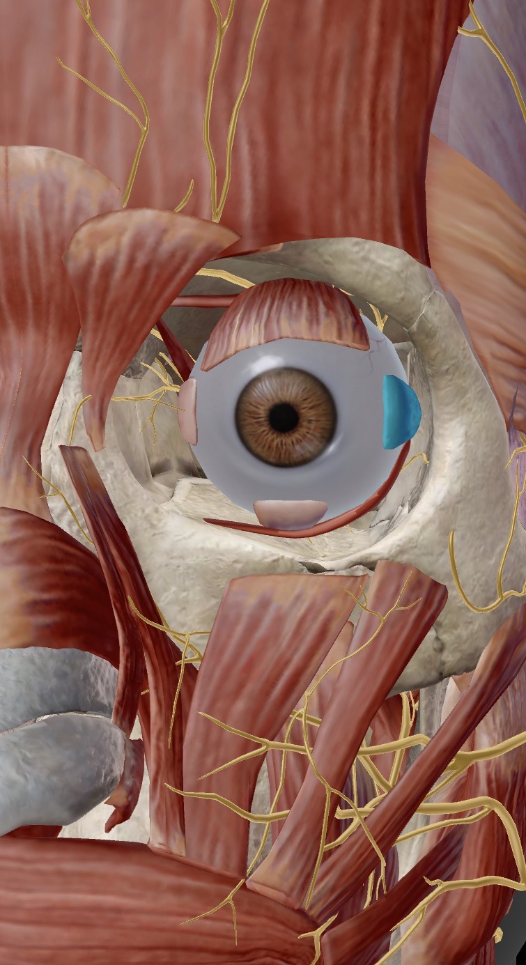 <p>Name the muscle and corresponding letter ( O = origin, I = insertion, A = actions, IN = innervation)</p><p>A</p><p>IN</p>