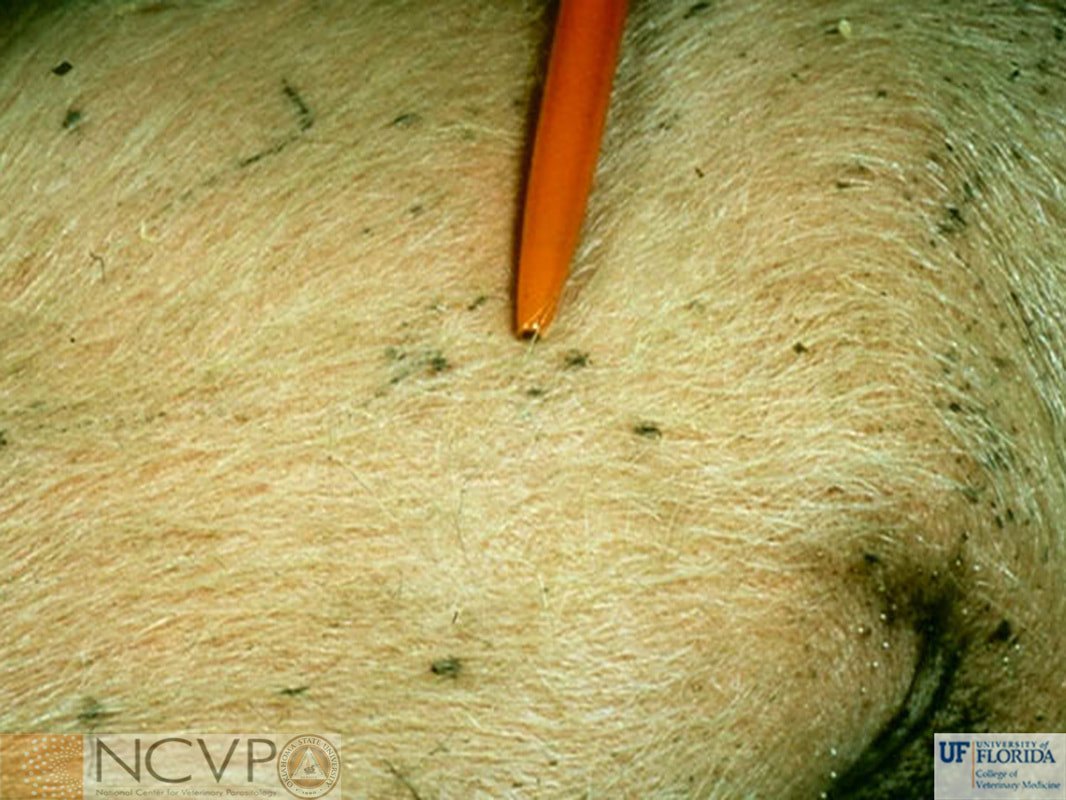 <p>By observing the lice visually and noting intense scratching</p>