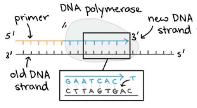 <p><span style="background-color: transparent; font-family: "Proxima Nova", sans-serif;"><span>Connects nucleotides together to make a strand; proofreads and edits as it builds the new strand.</span></span></p><p><span style="background-color: transparent; font-family: "Proxima Nova", sans-serif;"><span>There are multiple DNA polymerases; </span></span></p>