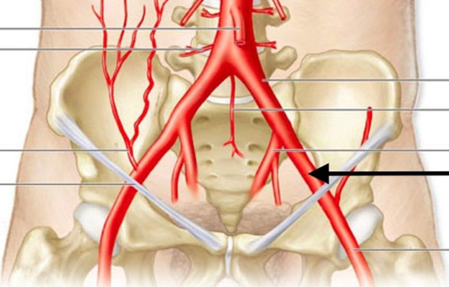 <p>Identify the vessel (include artery vs vein)</p>