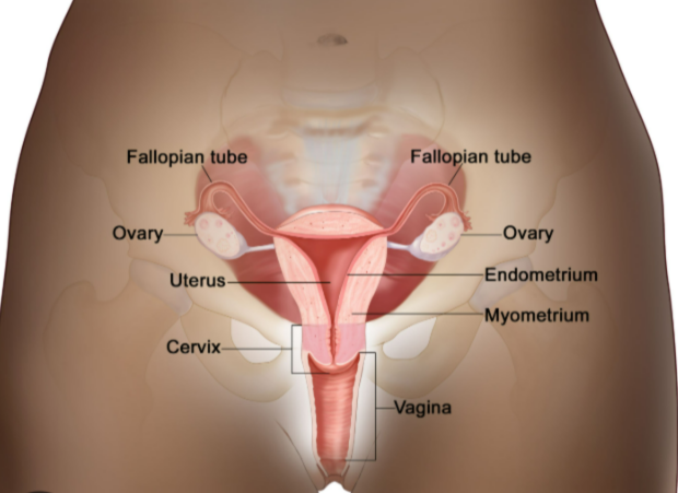 <p>Draw and label the front and side view of the female reproductive system; describing the different parts:</p>