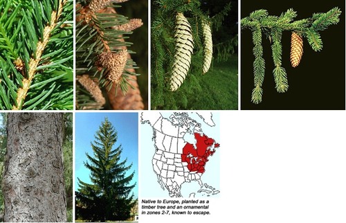 Blade: dark green, shiny, sharp, and spiral around the twig, flatter four sided needle
Reproductive: large cylindrical cone, brown-red
Bark: thin and thickens into gray-brown flaky scales with maturity