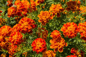 <p><em>Tagetes petula</em> - cold hardiness (annual), 6-18 in wide, rounded, full sun, mesophyte, prefers well drained and moist soils, yellow, orange, and mahogany single/double flower head, annuals, beds and borders, excellent fall color, used for day of dead celebrations</p>