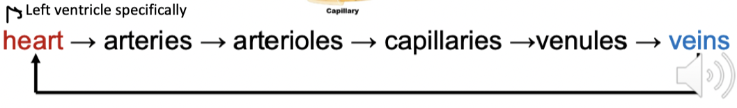 <ul><li><p>From the left ventricle of the heart, the blood enters the aorta then the arteries</p></li><li><p>From the arteries there are smaller vessels called arterioles which have a high resistance</p></li><li><p>Capillaries are sites for blood to exchange nutrients and oxygen with tissues</p></li><li><p>Venules are small converging vessels</p></li><li><p>Veins are larger converging vessels</p></li><li><p>Blood enters the heart at the vena cava</p></li><li><p>This system is a close loop system; the blood does not leave the body vessels intentionally</p></li></ul>