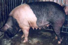 <p><strong>“The belt”</strong> FE, excellent loin</p>