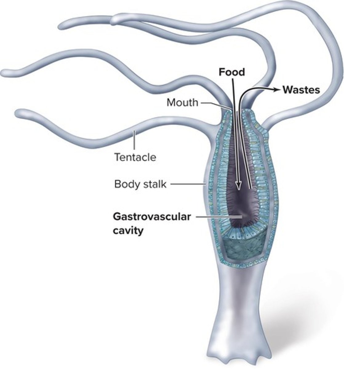 <p>Digestion that occurs outside of cells, typically within a digestive cavity.</p>
