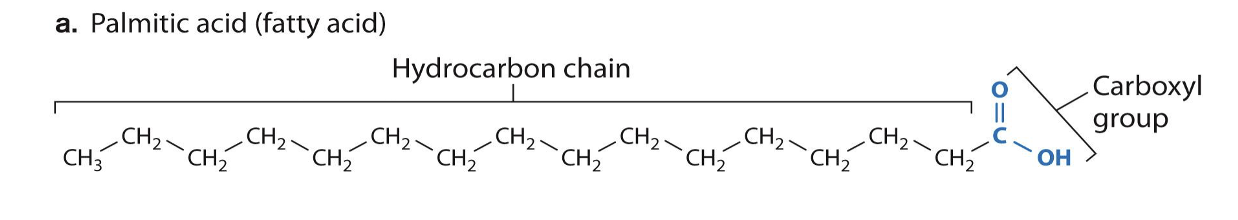 <ul><li><p>Single-bonded carbons</p></li><li><p>Max # hydrogens</p></li><li><p>Straight structure</p></li><li><p>Solid at room temperature</p></li></ul><p></p>